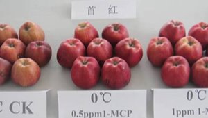 花牛蘋果采后生理病害防控技術